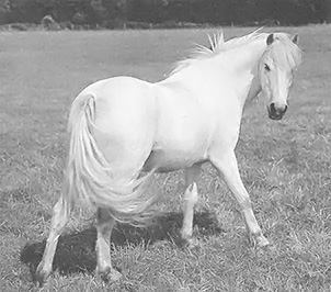 Pet Behavior Problems, Horse Diarrhea, and Other Pet Health Advice